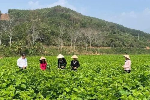 Lào Cai tăng cường quản lý vật tư nông nghiệp, hướng tới sản xuất an toàn, bền vững