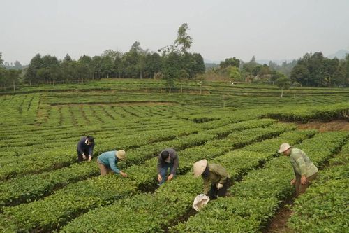 Kiên trì gắn bó với cây trồng truyền thống