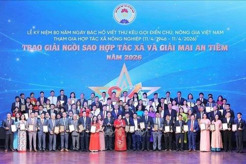 Lào Cai có 2 đơn vị được vinh danh tại Lễ trao Giải Ngôi sao hợp tác xã và Mai An Tiêm năm 2026