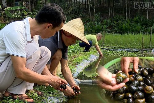 Hiệu quả mô hình nuôi ốc nhồi thương phẩm tại xã Bảo Ái