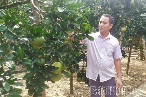Hiệu quả của mô hình ICM trên cây bưởi ở Xuân Viên