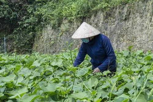 Tam Đảo mùa rau su su