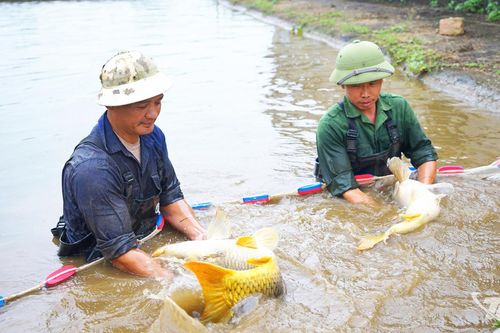 Khai mở tiềm năng kinh tế thủy sản từ lợi thế mặt nước