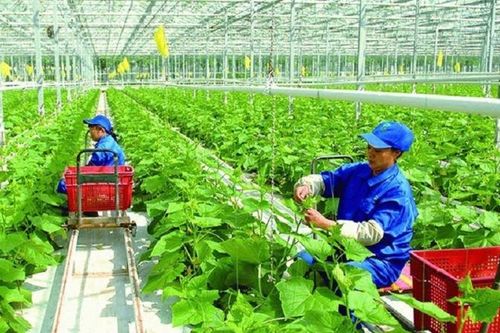 Xây dựng chuỗi liên kết nông sản an toàn