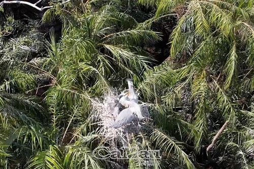 Lần đầu tiên cò nhạn sinh sản tại Vườn chim Bạc Liêu