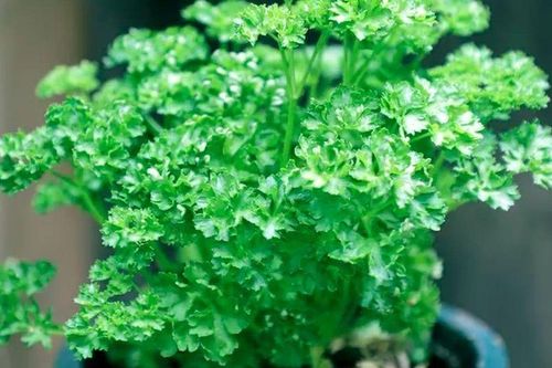 Trồng 5 loại rau này trong tháng 4, nhà lúc nào cũng thơm