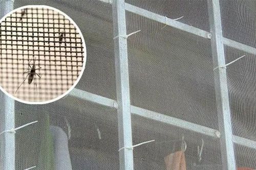 Không cần xịt thuốc, mẹ Hà Nội vẫn 'đẩy lùi' kiến ba khoang nhờ thay đổi nhỏ trong nhà