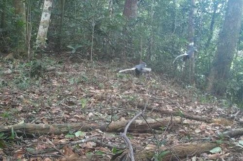 Những loài động vật quý hiếm vừa ghi nhận qua bẫy ảnh ở Bạch Mã