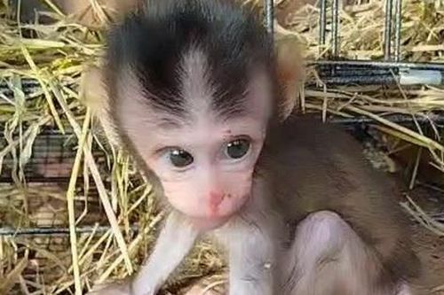 Sự hồi sinh của chú khỉ con có mẹ bị bắn chết khi nó mới 1 tháng tuổi