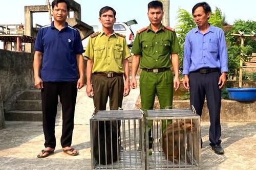 Bắt được hai cá thể khỉ quý hiếm đi lạc, người đàn ông vội giao nộp cho công an