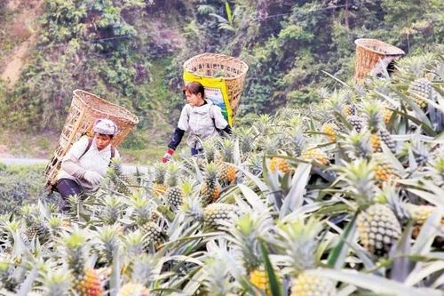 Bản Lầu ngọt ngào mùa dứa chín