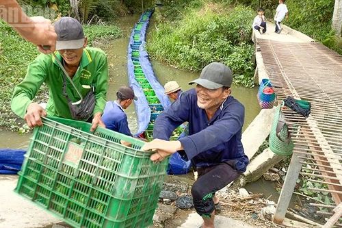 Nông dân trồng cam sành ở Vĩnh Long phấn khởi vì giá lên từng ngày