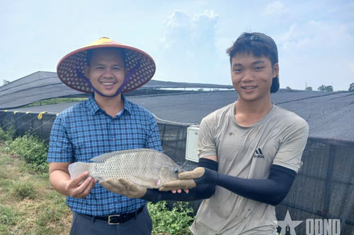 Cá rô phi có tiềm năng thành mặt hàng xuất khẩu chủ lực