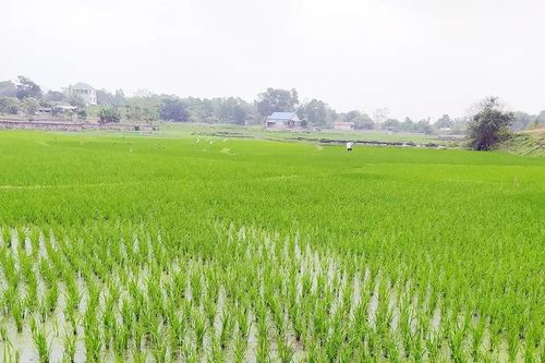 Mùa gieo hy vọng