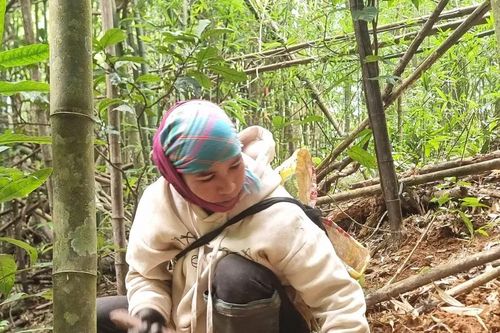 Mùa hái lộc rừng