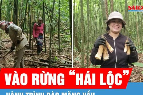 Theo chân người Vân Kiều vào rừng đào măng vầu