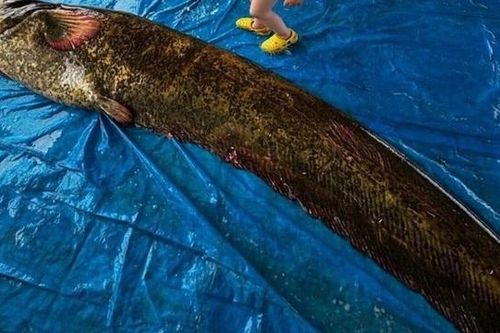 Ngư dân bắt được con cá trê khổng lồ nặng 114kg, dài 2,15 mét
