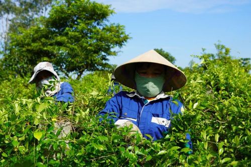 Khai thác 'kho báu xanh', Quảng Trị đẩy mạnh kinh tế dược liệu