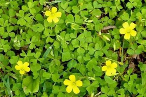 Hoài niệm đẹp của tuổi thơ