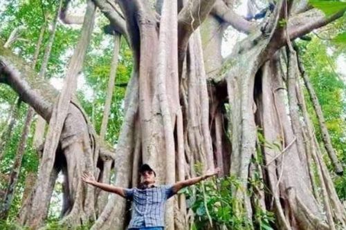 Về với rừng xanh
