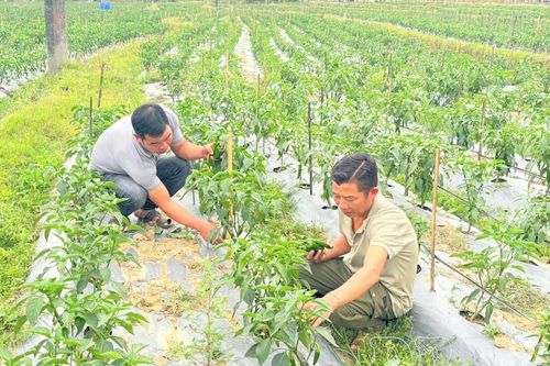 Ớt J xanh mở hướng thoát nghèo cho nông dân