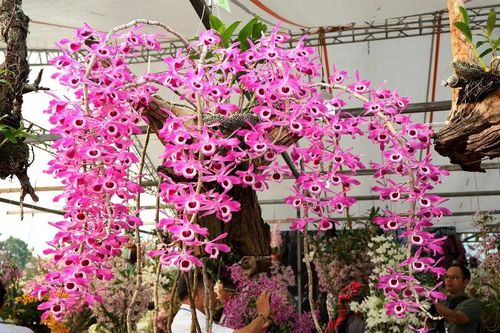 Hương sắc hoa lan