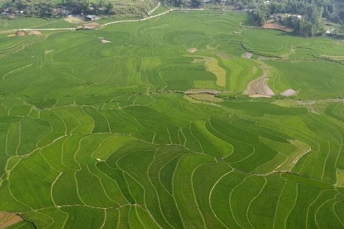 Hợp Thành mở rộng diện tích lúa chất lượng cao, hình thành vùng sản xuất hàng hóa tập trung