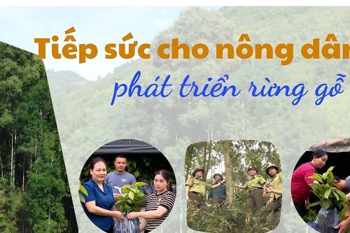 Tiếp sức cho nông dân phát triển rừng gỗ lớn
