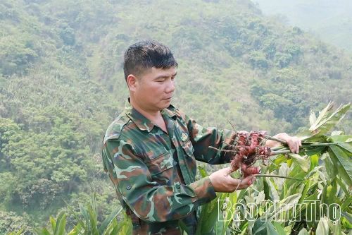 Người tiên phong xây dựng mô hình 'Trồng riềng thương phẩm'