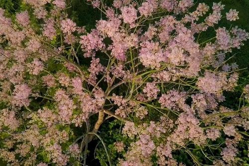 Chuyện ngô đồng xứ Huế