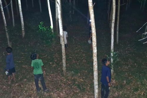 Người dân vùng cao thu tiền tỷ từ 'săn' ve sầu