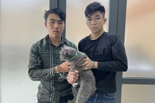 Công an TP.HCM bắt 31 kẻ trộm cắp chó, mèo trong 3 tháng đầu năm