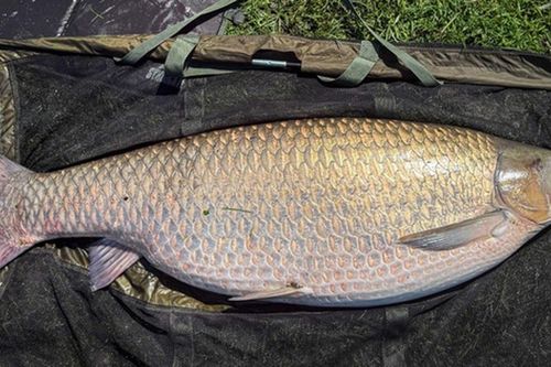 Cần thủ câu được con cá chép cỏ khổng lồ nặng 34 kg