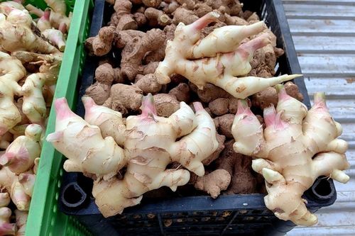 Loại củ 'cực phẩm' của người Việt, bổ dưỡng nhưng giá rẻ bất ngờ