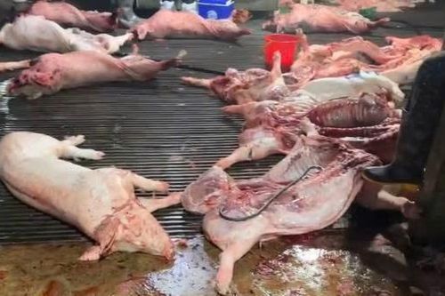 Bài 1: Lỗ hổng 'chết người' và sự sụp đổ của thành trì kiểm dịch