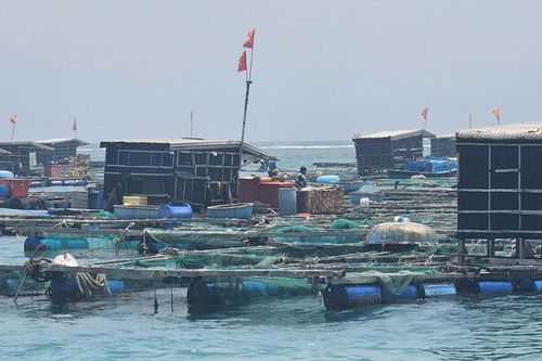 Quảng Ngãi: Xác định nguyên nhân cá bớp nuôi lồng chết hàng loạt