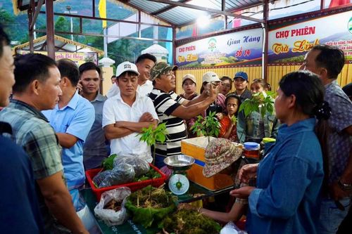 Tổ chức Phiên chợ Sâm Ngọc Linh hàng tháng tại phường An Hải