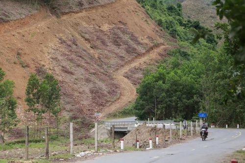 Giai đoạn 2026-2030, Đà Nẵng trồng 100ha rừng bằng các loài cây trồng phù hợp thay thế cây keo