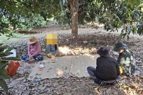 'Kì bẽo' trong vườn xoài