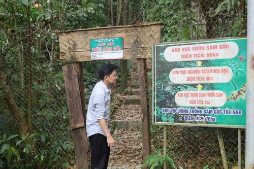 Gần 1 năm 'vô chủ', Trại Sâm Tắk Ngo xuống cấp, hàng chục ngàn cây sâm bị bỏ hoang