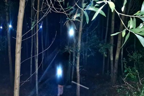Người dân đổ xô vào rừng bắt ve sầu, thu tiền triệu mỗi đêm