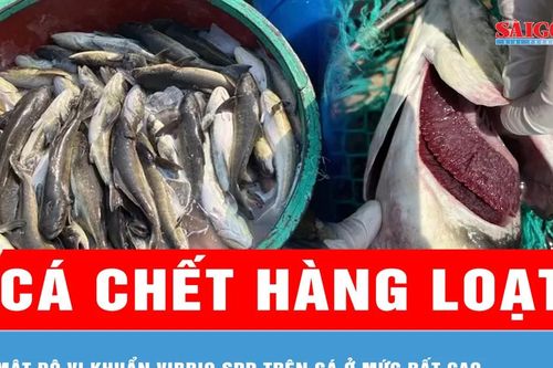 Vụ cá bớp nuôi chết hàng loạt tại đặc khu Lý Sơn: Mật độ vi khuẩn Vibrio spp trên cá ở mức rất cao