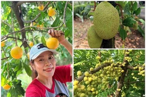 Xuýt xoa khu vườn ngập tràn trái chín của Mỹ Lệ