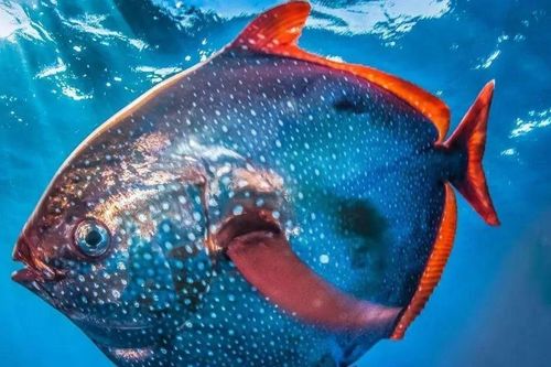 Loài cá 'máu nóng' giữa đại dương, sinh vật phá vỡ quy luật tự nhiên