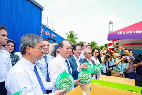 Quy trình nghiêm ngặt để xuất khẩu lô bưởi đầu tiên sang Úc