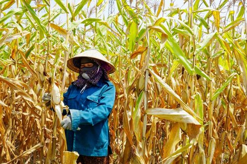 Cảnh tượng xót xa khiến người dân khóc ròng giữa 'chảo lửa' 42 độ