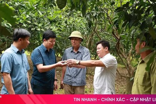 Bưởi Phúc Trạch đối mặt nguy cơ mất mùa