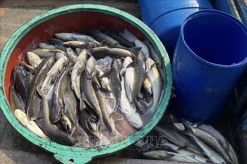 Bước đầu xác định nguyên nhân cá bớp chết hàng loạt ở Quảng Ngãi