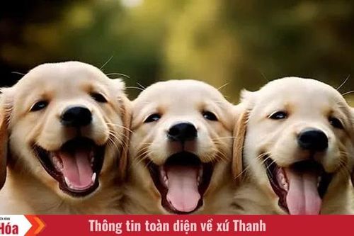 Tôi là Tiểu Bạch và đây là chuyện của lũ mèo chúng tôi: Câu chuyện thứ 17 – Cuộc chia tay đầu tiên