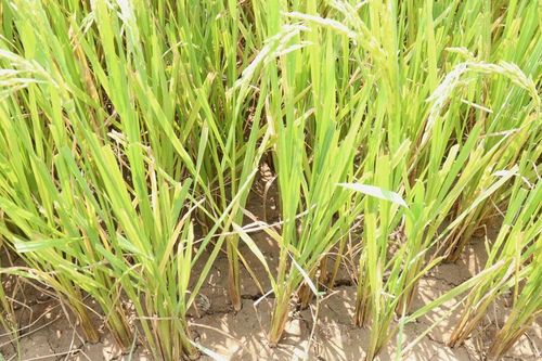 Phường Ngũ Hành Sơn đề nghị ưu tiên nước tưới cho lúa